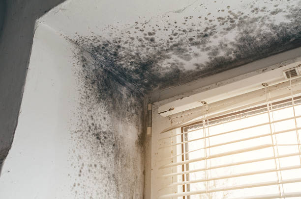 Trusted Crawl Space Mold Removal service in Hillside, IL - Cheap Mold Removal